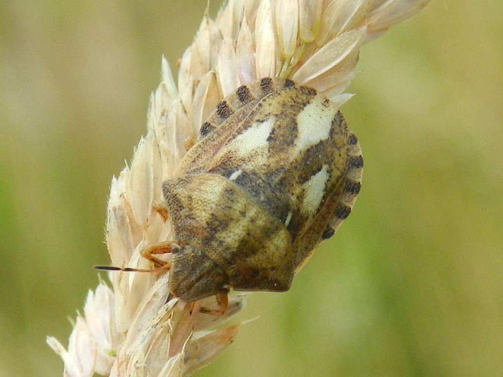 Famigliola di pentatomidae